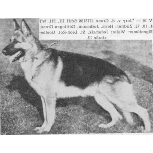 German Shepherd