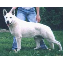 German Shepherd