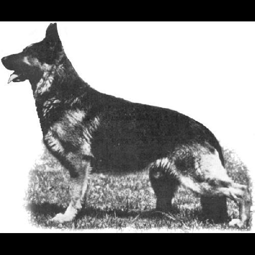 German Shepherd