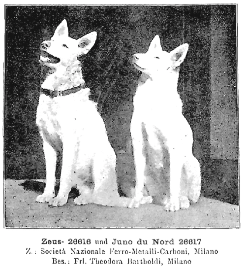 German Shepherd