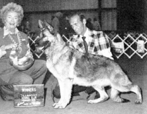 German Shepherd