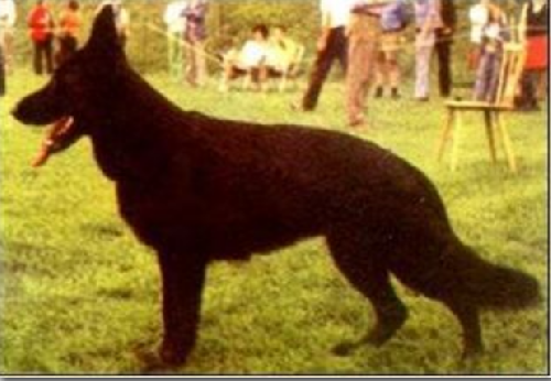 German Shepherd