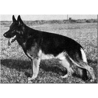 German Shepherd