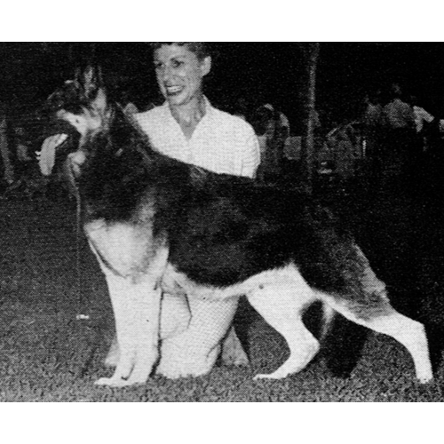 German Shepherd