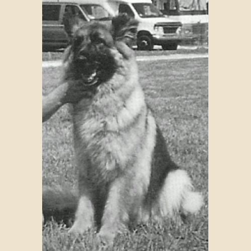 German Shepherd