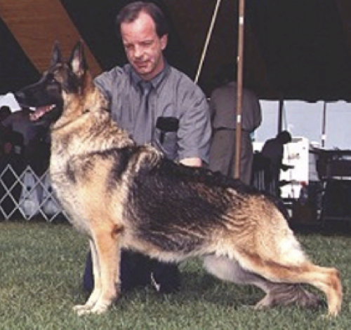 German Shepherd