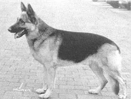 German Shepherd