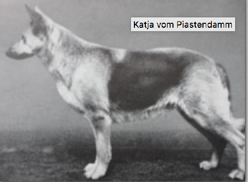 German Shepherd