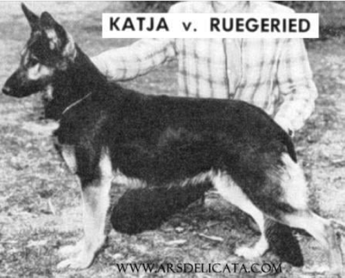 German Shepherd