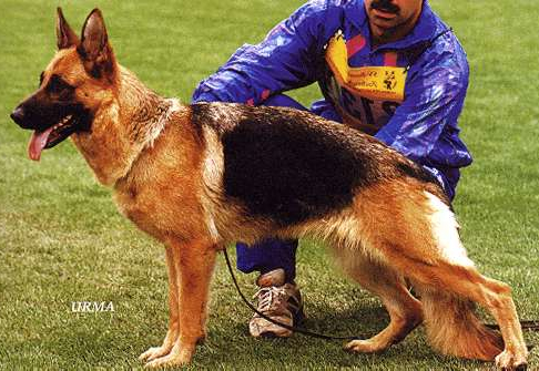 German Shepherd