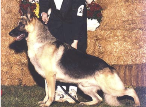 German Shepherd