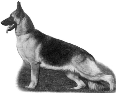 German Shepherd