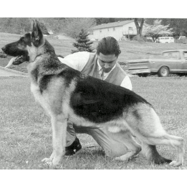 German Shepherd
