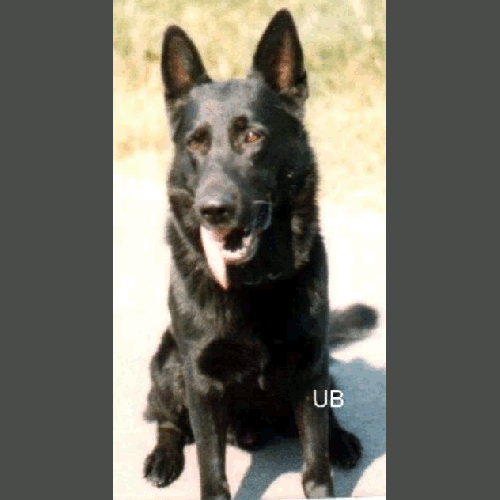 German Shepherd