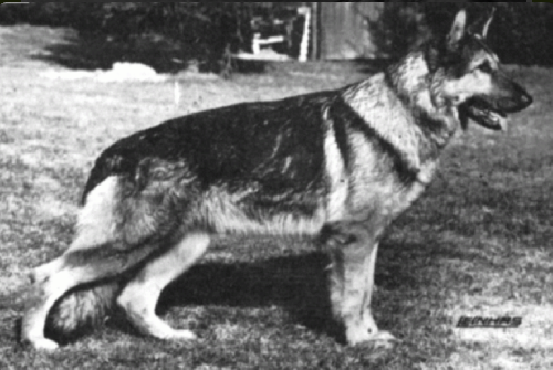 German Shepherd