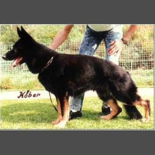 German Shepherd