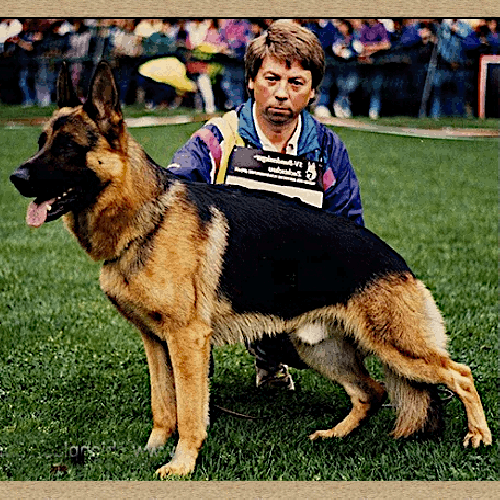 German Shepherd