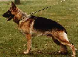 German Shepherd