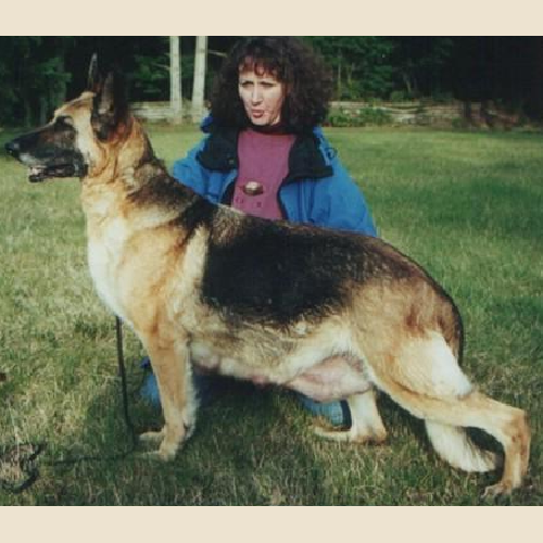German Shepherd