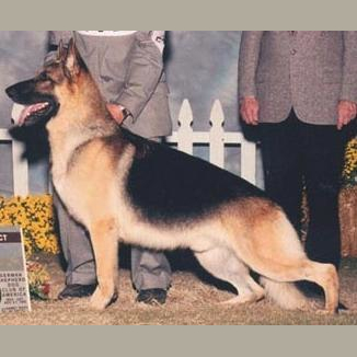 German Shepherd