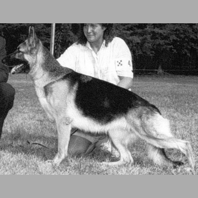 German Shepherd