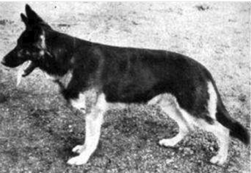 German Shepherd