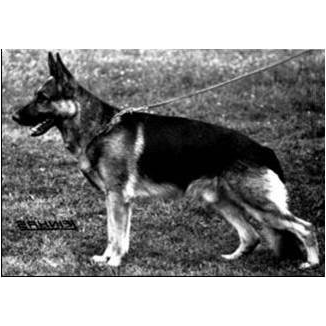 German Shepherd