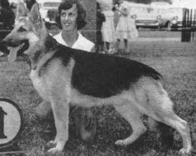 German Shepherd