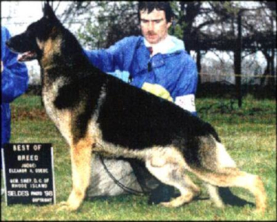German Shepherd