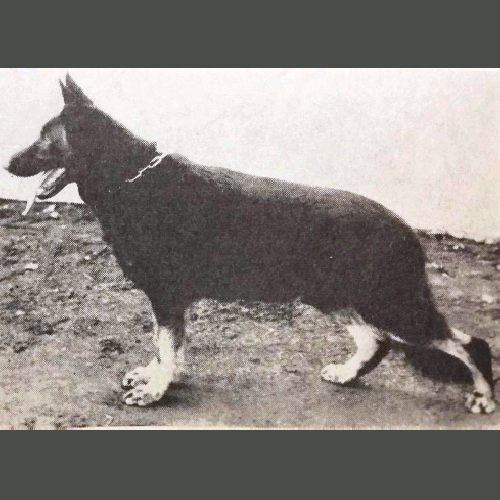 German Shepherd