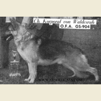 German Shepherd