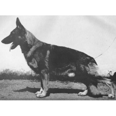 German Shepherd
