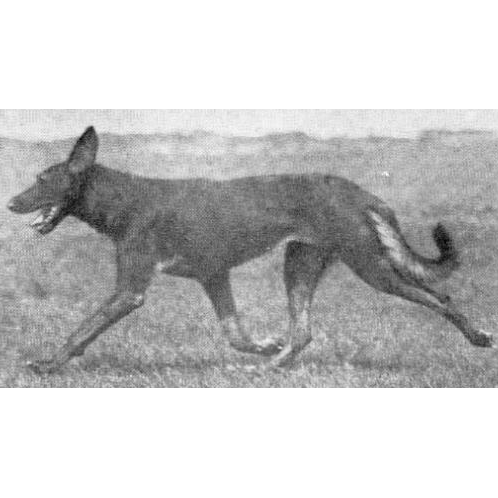 German Shepherd