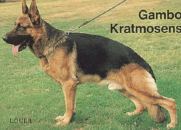 German Shepherd