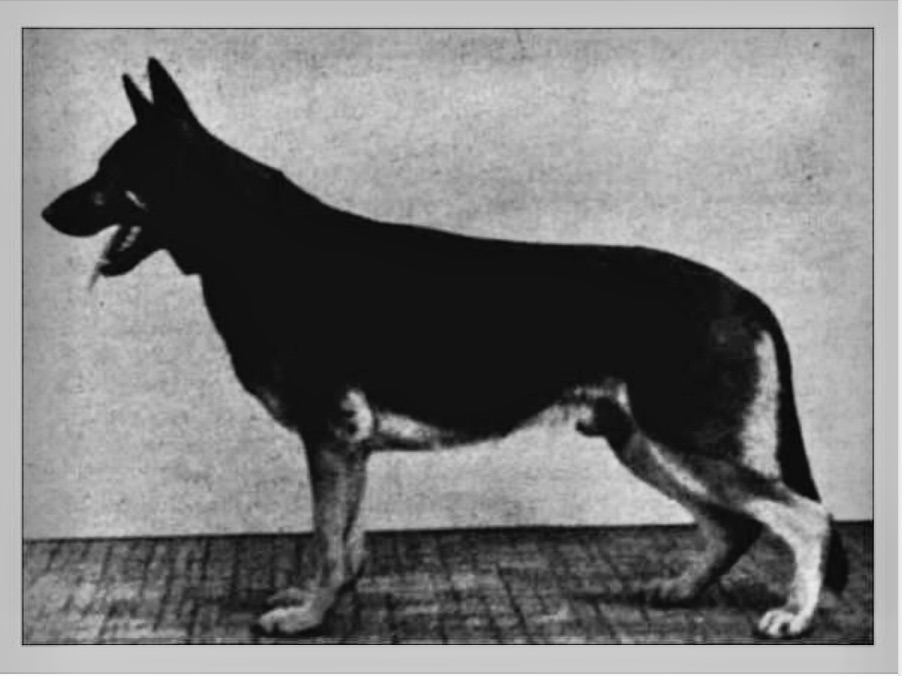 German Shepherd
