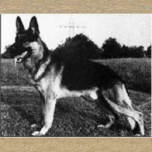German Shepherd