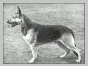 German Shepherd