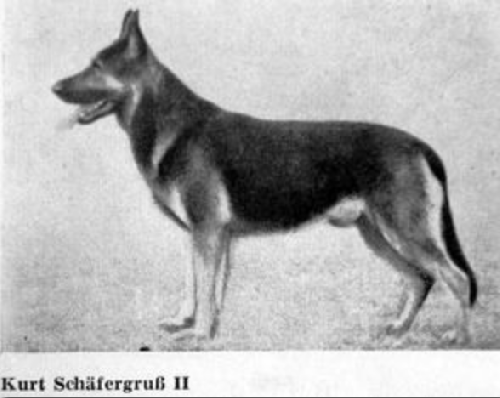 German Shepherd