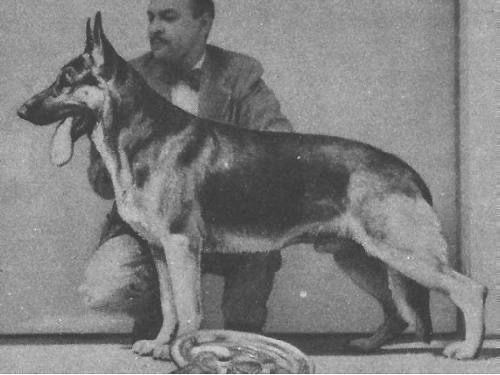 German Shepherd