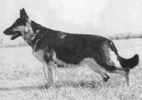 German Shepherd