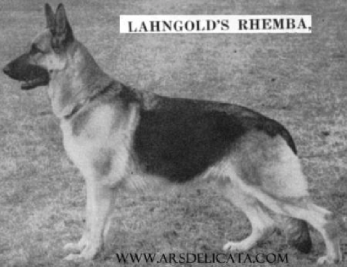 German Shepherd