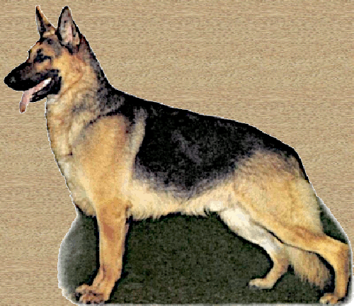 German Shepherd