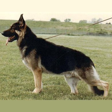 German Shepherd