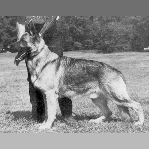 German Shepherd