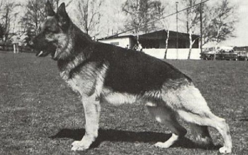 German Shepherd