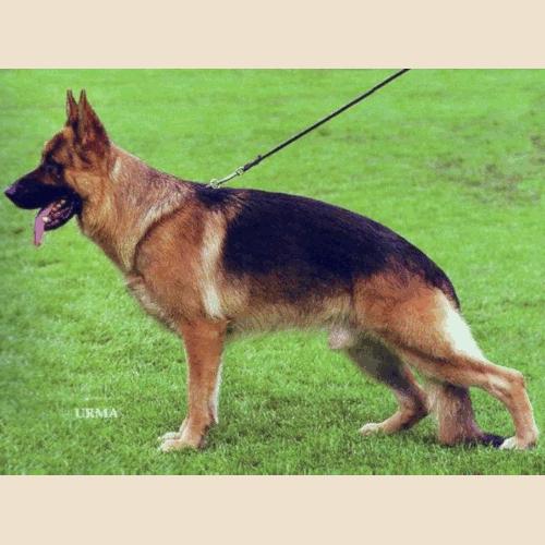 German Shepherd