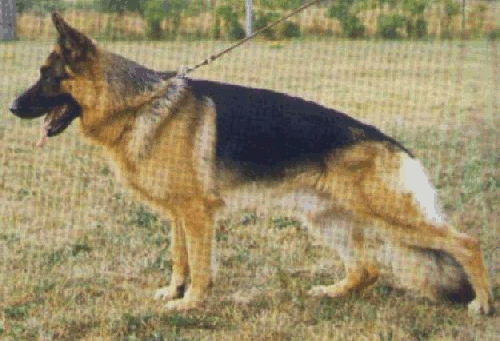 German Shepherd