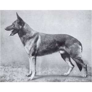 German Shepherd