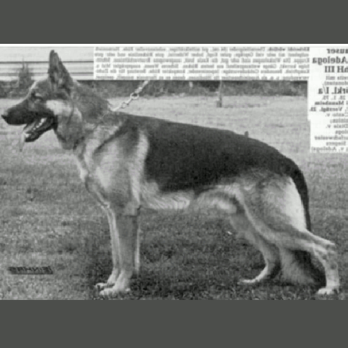 German Shepherd
