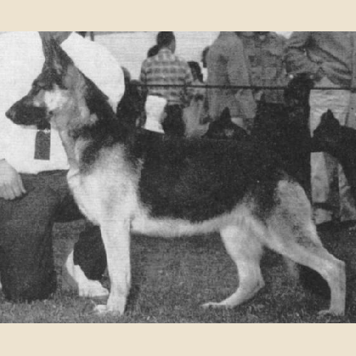 German Shepherd